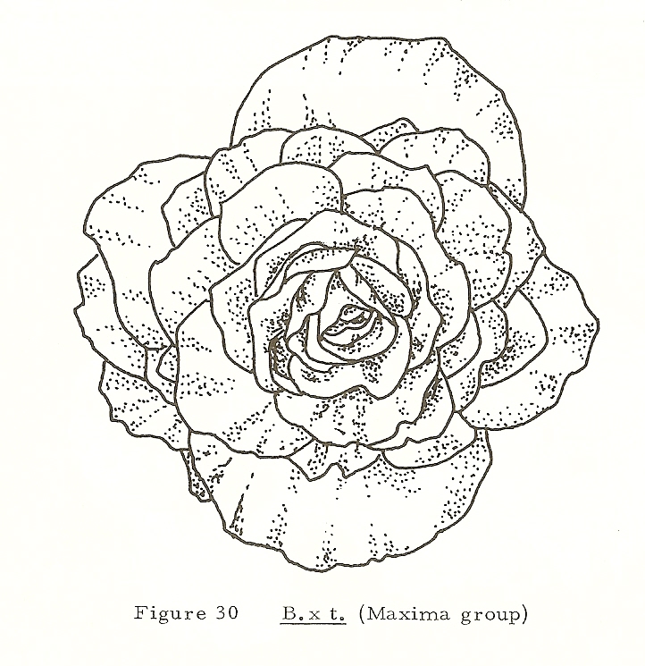 B. ‘Maxima’